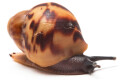 Archachatina marginata eduardi typ 1 adult